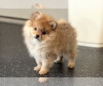 Small Photo #53 Pomeranian Puppy For Sale in WARSAW, IN, USA