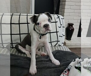 Boston Terrier Puppy for sale in PLAINFIELD, IN, USA