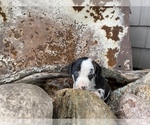 Small Photo #2 Catahoula Leopard Dog Puppy For Sale in CRAIGVILLE, IN, USA