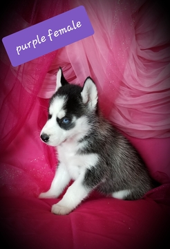 Medium Photo #1 Siberian Husky Puppy For Sale in EXCELLO, MO, USA