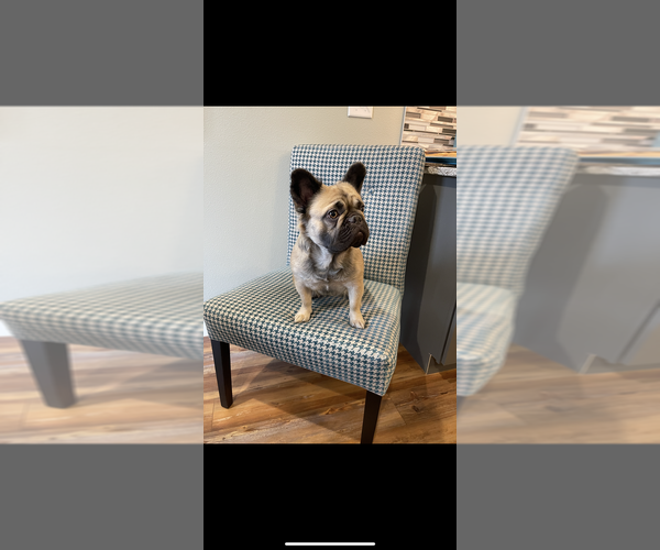 Medium Photo #1 French Bulldog Puppy For Sale in MARION, IA, USA