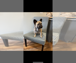 Small Photo #1 French Bulldog Puppy For Sale in MARION, IA, USA