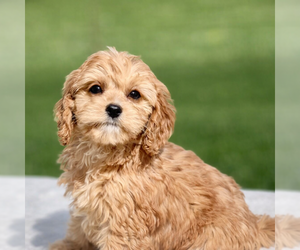 Cavapoo (Miniature) Puppy for sale in DUNDEE, OH, USA