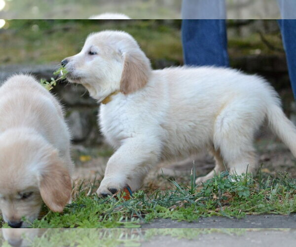Medium Photo #2 Golden Retriever Puppy For Sale in Enfield, CT, USA
