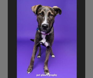 Huskies -Unknown Mix Dogs for adoption in Fargo, ND, USA