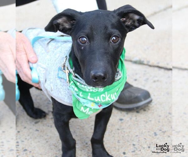 Medium Photo #6 Dachsador Puppy For Sale in Washington, DC, USA