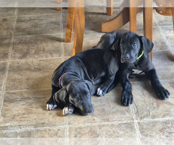 Medium Photo #1 Great Dane Puppy For Sale in DUSHORE, PA, USA