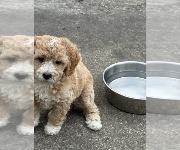 Medium Photo #9 Goldendoodle (Miniature) Puppy For Sale in CARNEGIE, PA, USA
