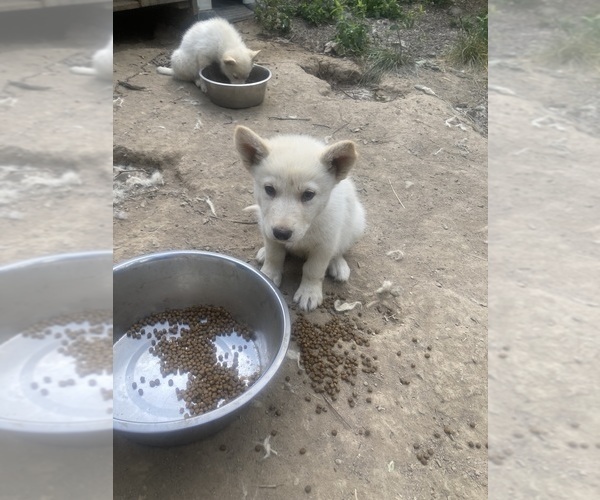 Medium Photo #21 Swiss Shepherd-Timber Wolf Mix Puppy For Sale in MAD RIVER, CA, USA