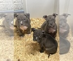 Small Photo #8 American Bully Puppy For Sale in NAUGATUCK, CT, USA