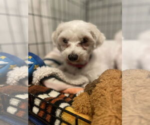 Mutt Dogs for adoption in Orlando, FL, USA