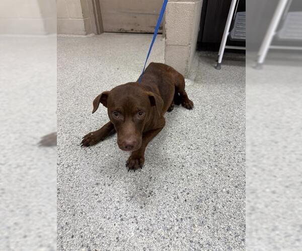 Medium Photo #1 Labrador Retriever-Unknown Mix Puppy For Sale in Conroe, TX, USA