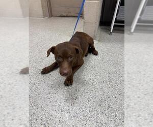 Labrador Retriever-Unknown Mix Dogs for adoption in Conroe, TX, USA