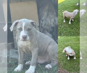 Medium American Bully