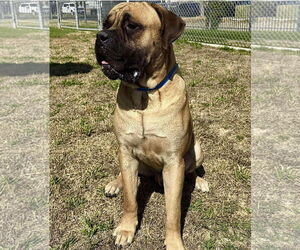 Bullmastiff Dogs for adoption in Goodyear, AZ, USA