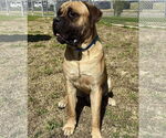 Small Bullmastiff