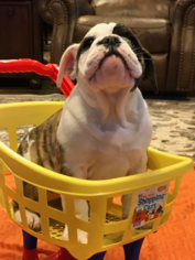 Bulldog Puppy for sale in QUINLAN, TX, USA