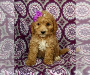 Goldendoodle-Poodle (Miniature) Mix Puppy for sale in KIRKWOOD, PA, USA