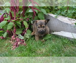 Small Photo #4 Poodle (Miniature)-Siberian Husky Mix Puppy For Sale in GREENWOOD, WI, USA