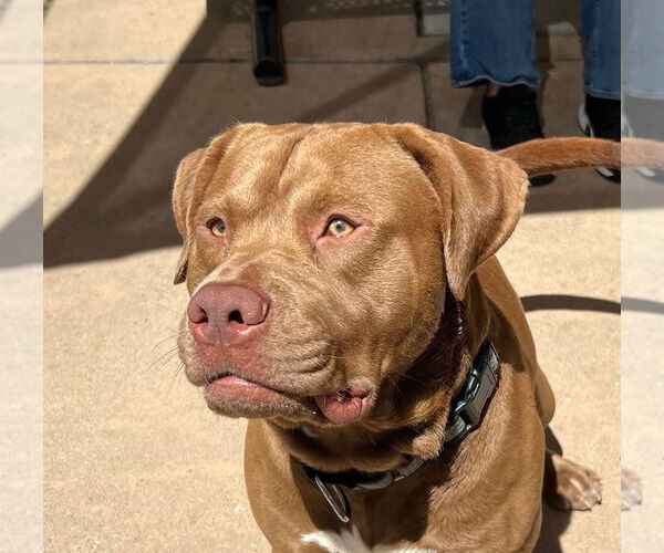 Medium Photo #3 Staffordshire Bull Terrier-Unknown Mix Puppy For Sale in Woodland Hills, CA, USA