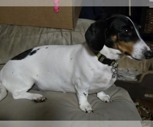 Mother of the Dachshund puppies born on 05/23/2025