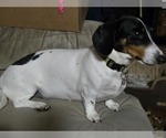 Small Photo #1 Dachshund Puppy For Sale in GROVER, NC, USA