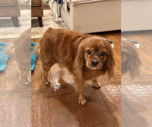 Cavalier King Charles Spaniel Dogs for adoption in Parker Ford, PA, USA