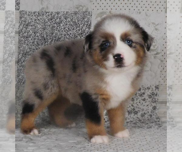 Medium Photo #22 Miniature Australian Shepherd Puppy For Sale in HARRISON, OH, USA