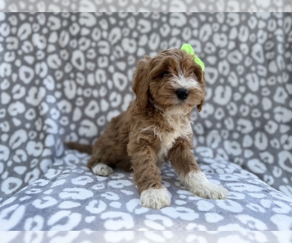 Medium Photo #5 Cavapoo (Miniature) Puppy For Sale in LAKELAND, FL, USA