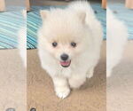 Small Photo #17 Pomeranian Puppy For Sale in MONTGOMERY, TX, USA