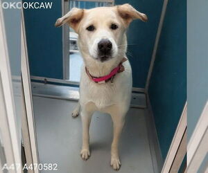 German Shepherd Dog-Unknown Mix Dogs for adoption in Oklahoma City, OK, USA