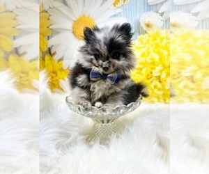 Pomeranian Puppy for sale in RIPLEY, MS, USA