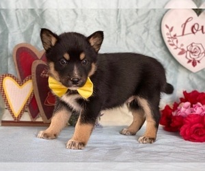 Ausky Puppy for sale in LANCASTER, PA, USA