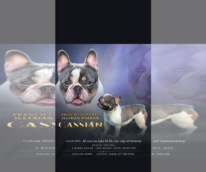 Father of the French Bulldog puppies born on 11/16/2025