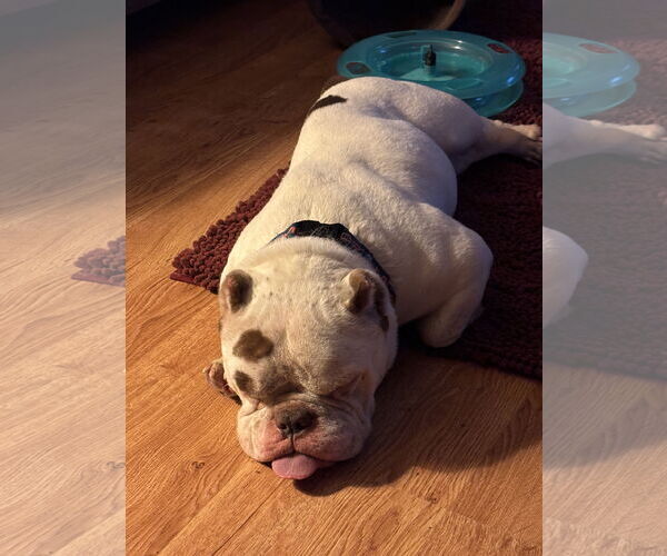 Medium Photo #6 Bulldog-Unknown Mix Puppy For Sale in Sheboygan, WI, USA