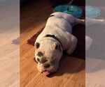 Small Photo #6 Bulldog-Unknown Mix Puppy For Sale in Sheboygan, WI, USA