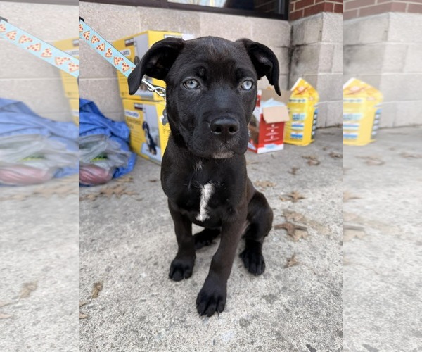 Medium Photo #6 Mutt Puppy For Sale in Holly Springs, NC, USA