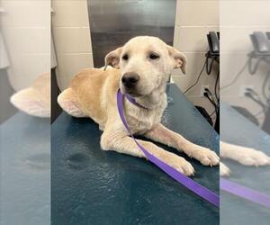 Labrador Retriever-Unknown Mix Dogs for adoption in Mobile, AL, USA