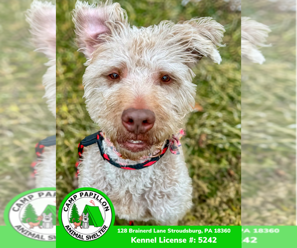 Medium Photo #4 Mutt Puppy For Sale in Stroudsburg, PA, USA