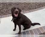 Small Photo #1 Labrador Retriever Puppy For Sale in LAKE ELSINORE, CA, USA