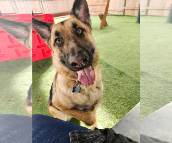Medium Photo #1 German Shepherd Dog Puppy For Sale in San Diego, CA, USA