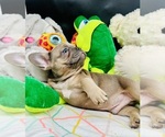 Small #4 French Bulldog