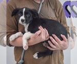 Small #1 Border Collie Mix