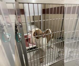 American Pit Bull Terrier-Unknown Mix Dogs for adoption in Murfreesboro, TN, USA