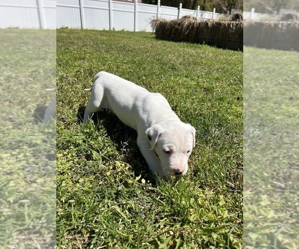 Medium Photo #1 American Bulldog Puppy For Sale in AHOSKIE, NC, USA