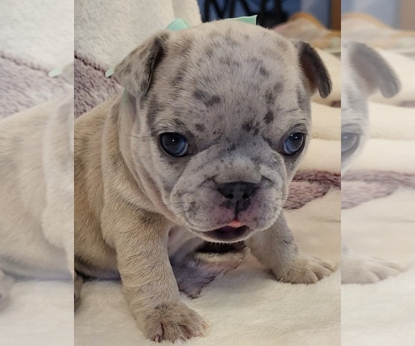Medium Photo #1 French Bulldog Puppy For Sale in YANTIS, TX, USA