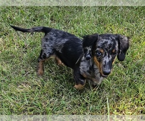Dachshund Puppy for sale in CLARK, MO, USA