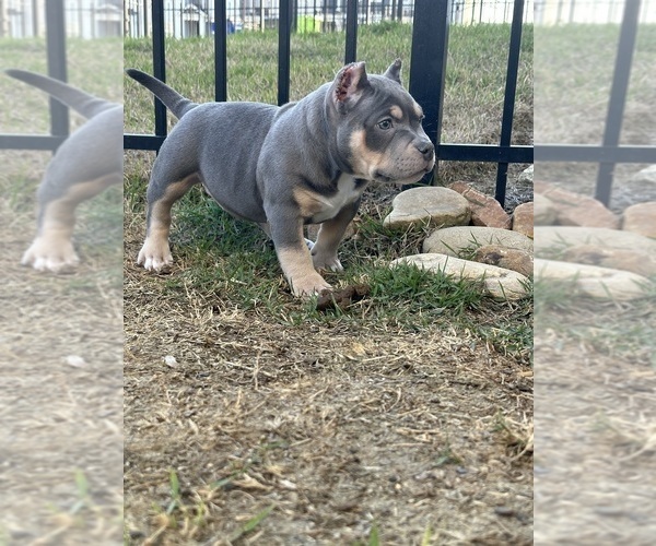 Medium Photo #9 American Bully Puppy For Sale in RALEIGH, NC, USA