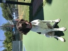Small Photo #1 German Shorthaired Pointer Puppy For Sale in AUSTIN, TX, USA