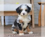Small #2 Bernedoodle (Miniature)